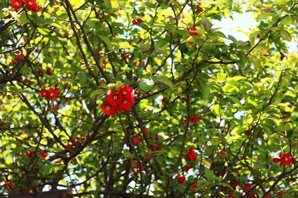 日本庭園北門付近のボケ