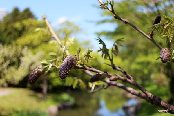 フジ棚のフジ（蕾）