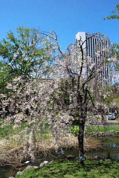 フジ棚付近のシダレザクラ