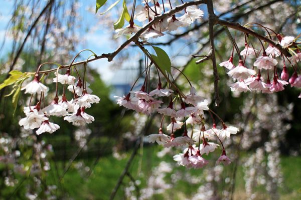 シダレザクラアップ