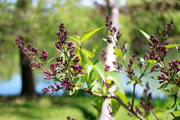 ライラック（蕾）