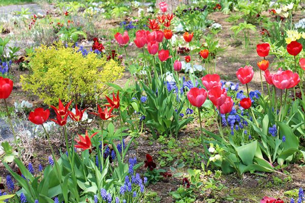 幌平橋花壇のチューリップとムスカリ