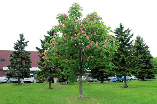 ベニバナトチノキ