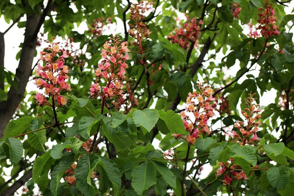 ベニバナトチノキ