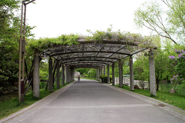 日本庭園横のフジ棚