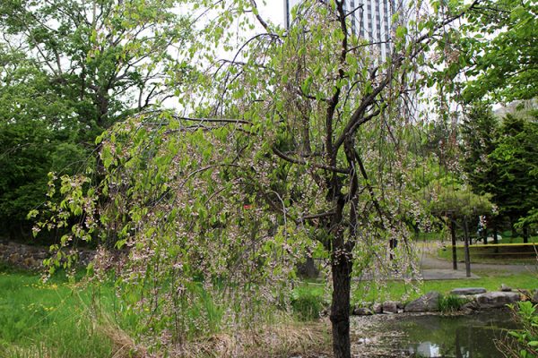 日本庭園付近のシダレザクラ