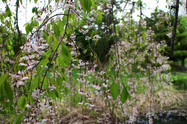 日本庭園付近のシダレザクラ