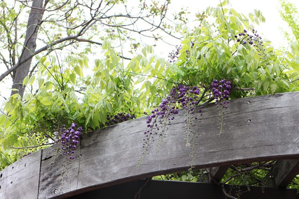 中島公園駅3番出口横のフジ棚