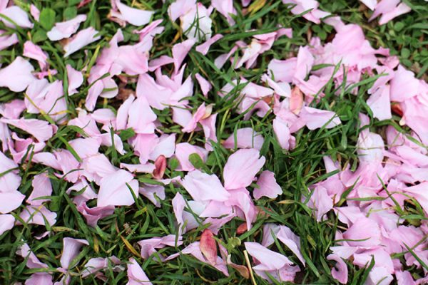 ヤエザクラの花びらの絨毯