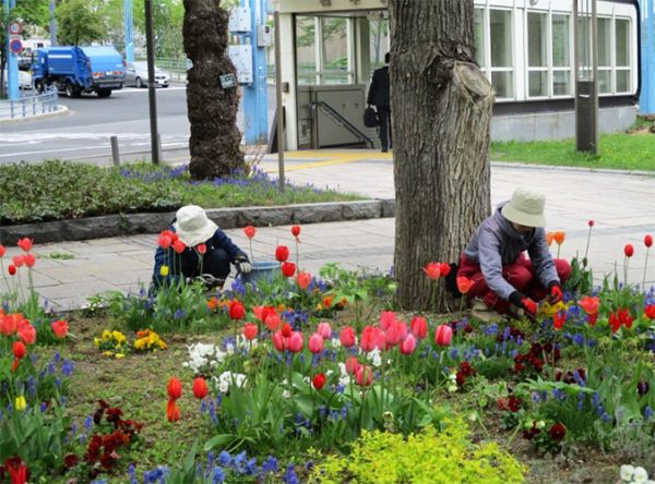幌平橋花壇のお手入れ