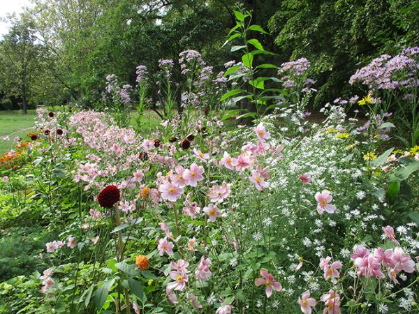 北花壇シュウメイギク