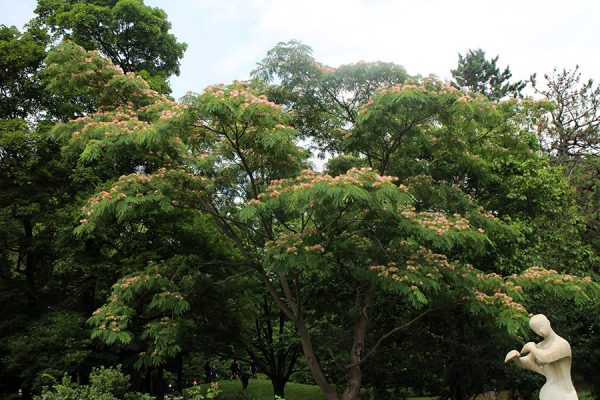 ネムノキと彫刻“笛を吹く少女”