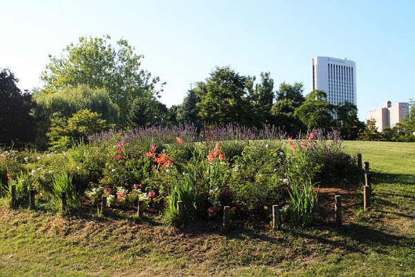 グラジオラスの花壇