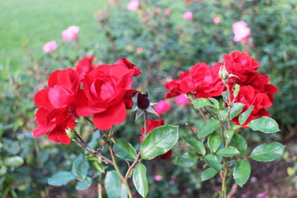 香りの広場のバラ