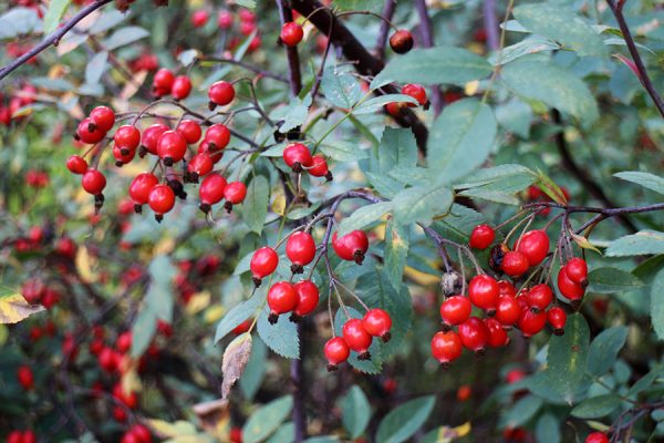 香りの広場のローズヒップ