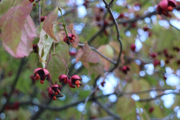 香りの広場のツリバナ