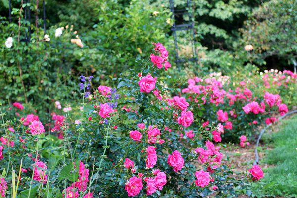香りの広場のバラ