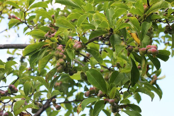 キタコブシの実