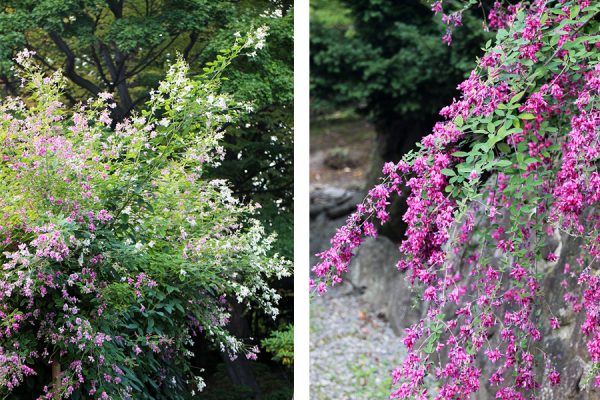 日本庭園のハギ
