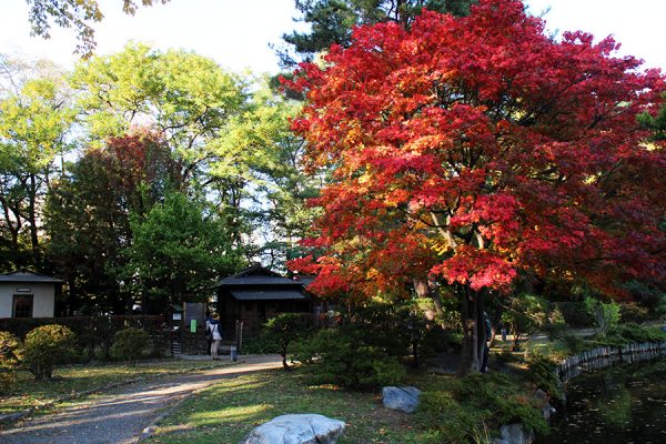 日本庭園の紅葉