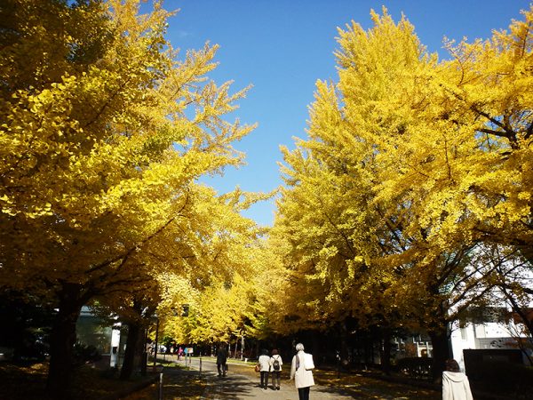 イチョウ並木