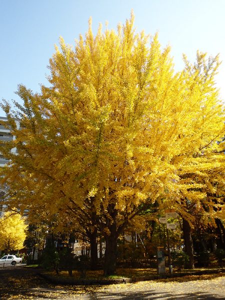 ボートハウス近くのイチョウ