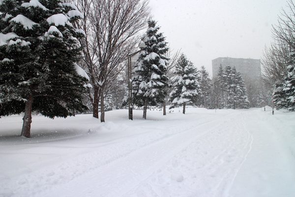 園路の雪景色