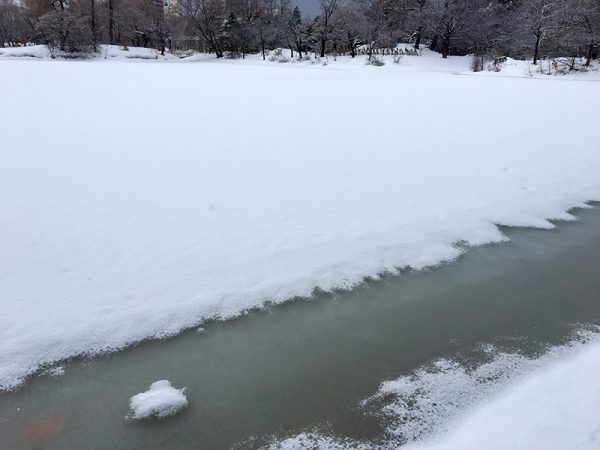 3月16日の菖蒲池の様子2