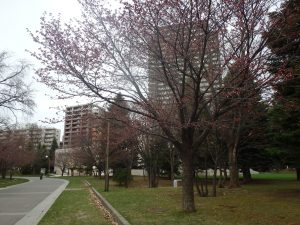 エゾヤマザクラ