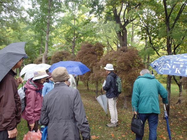 シダレ紅葉の前で説明するガイドと、解説を聞く参加者