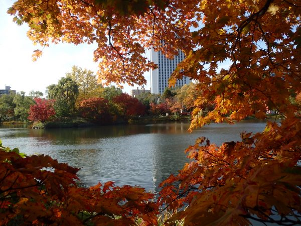 黄色く紅葉したカエデ手前と菖蒲池奥の紅葉