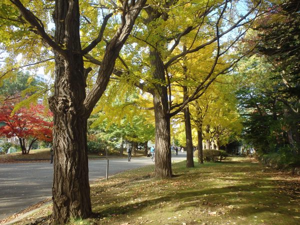 光の差し込む鮮やかに色づいたイチョウ並木