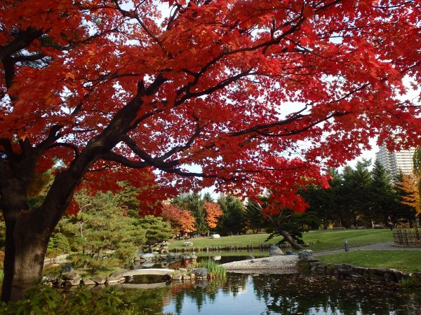 日本庭園内、灯篭と池をは池に、真っ赤に色づいた紅葉