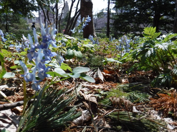 地面に落ちた松葉の上にエンゴサクが一面に咲いている様子