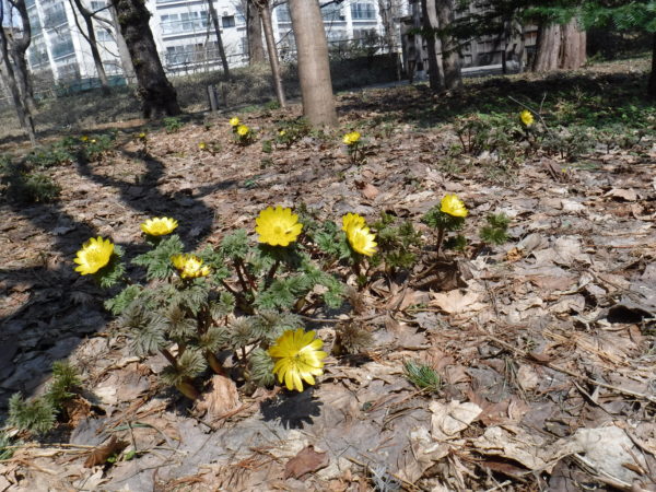 落葉の絨毯より10輪ほどまとまって咲くフクジュソウの花