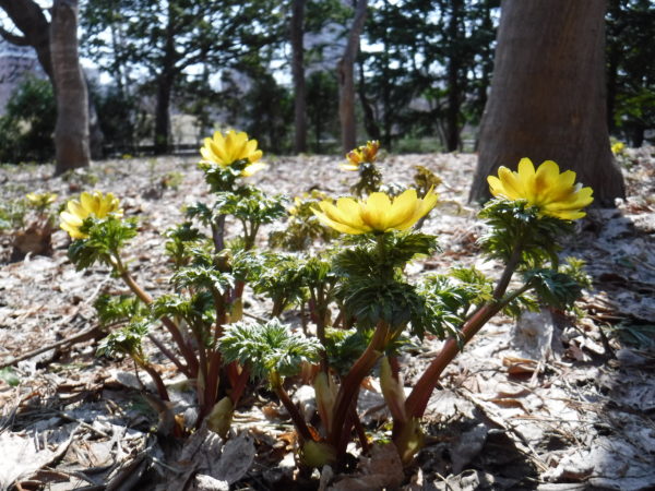 日に向かって咲く4輪のフクジュソウの後ろからの撮影