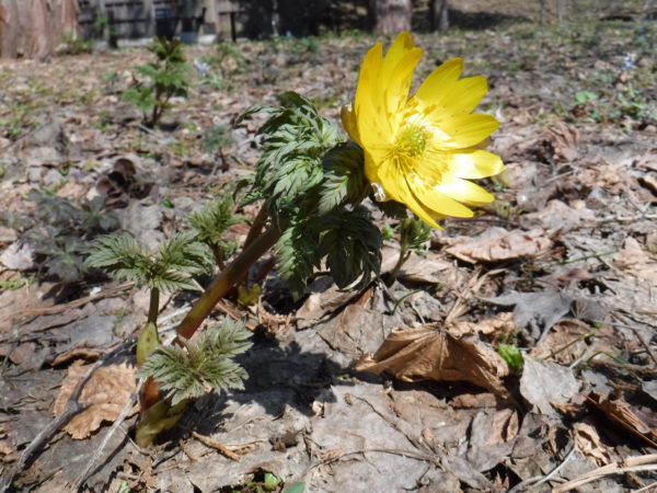 1輪のフクジュソウが開花している接写