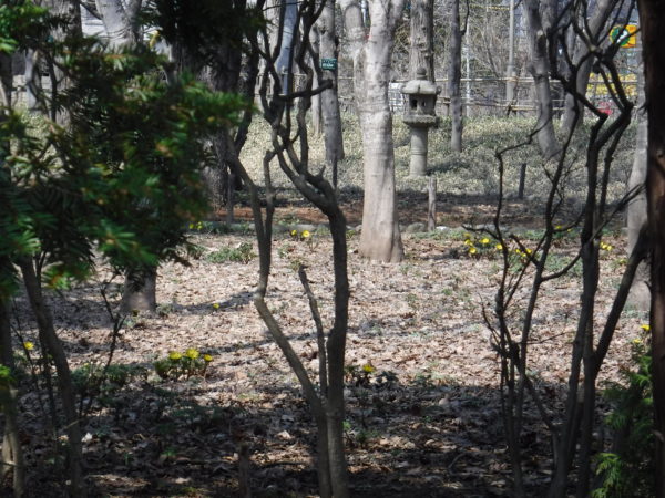 落葉の地面より所々に固まって咲くフクジュソウ遠目からの撮影