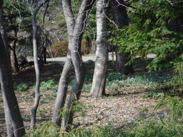 落葉の絨毯の隅に咲くエンゴサクの群生遠目からの撮影