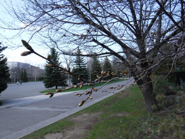 エゾヤマ桜尖った蕾のついた枝