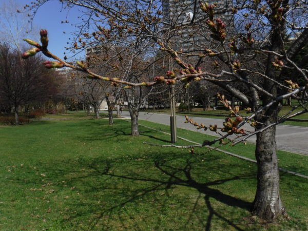 ソメイヨシノの蕾の膨らんだ枝