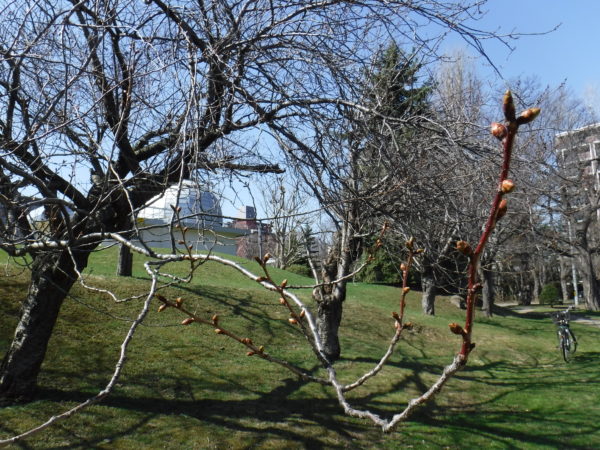 膨らんだ蕾を付けた八重桜の枝先