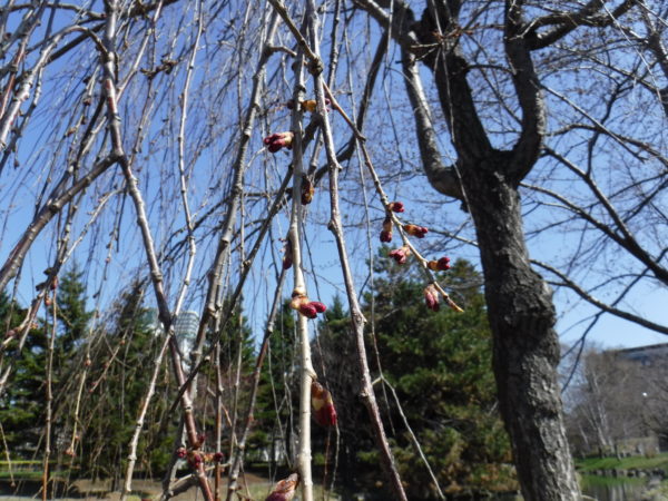 シダレ桜