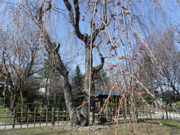 四ツ目垣に囲まれた大きなシダレ桜