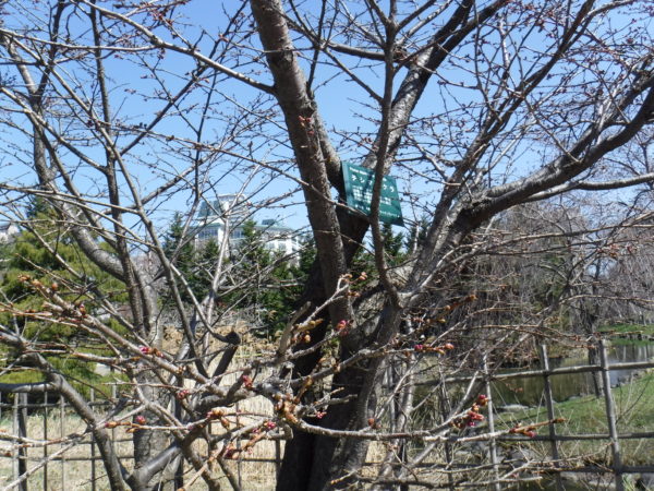 濃いピンク色の蕾の先か見える千島桜