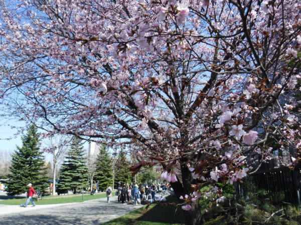 3分咲きに展開したエゾヤマザクラ並木