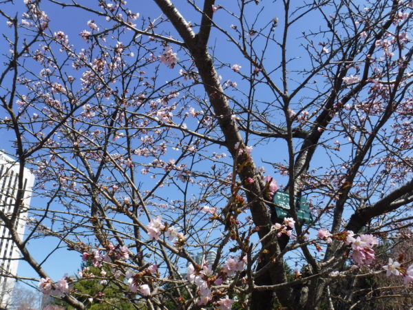 下からのアングルで撮った5分咲のチシマザクラ