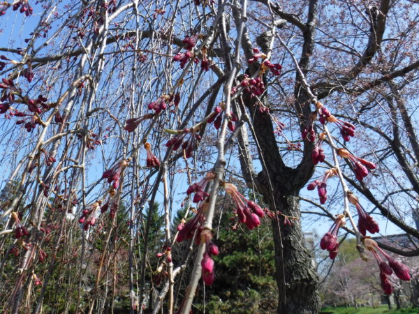 濃いピンク色の蕾を付けた枝垂れ桜の枝