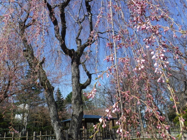 ふんわり広がるしだれ桜の花枝先の様子