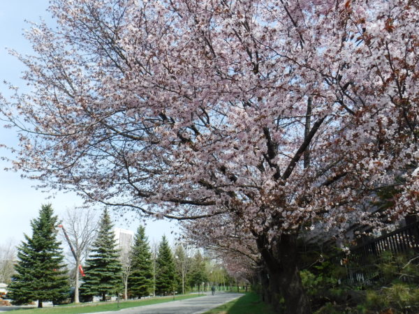 満開を迎えたエゾヤマザクラ並木